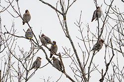 Photos Jaseur Boréal